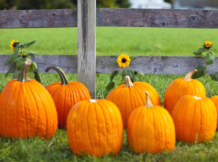 15803056 - pumpkin patch field on a farm in the fall
