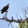 Incredible Wildlife on Lake LBJ